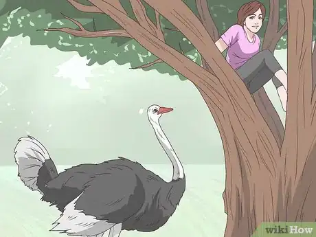 Image titled Survive an Encounter with an Ostrich Step 3