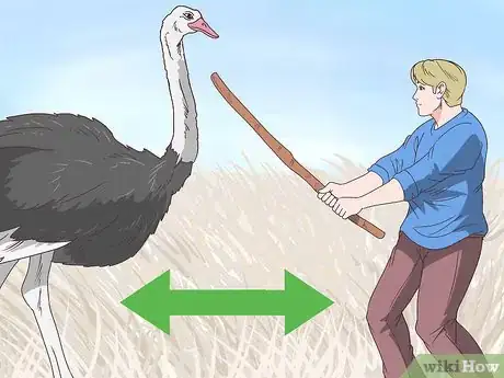 Image titled Survive an Encounter with an Ostrich Step 6