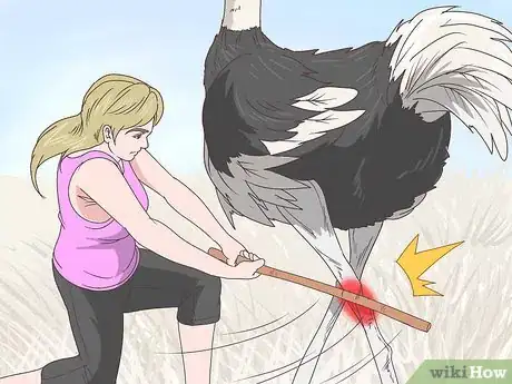 Image titled Survive an Encounter with an Ostrich Step 10