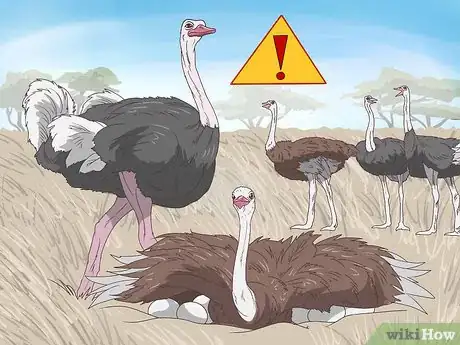 Image titled Survive an Encounter with an Ostrich Step 13